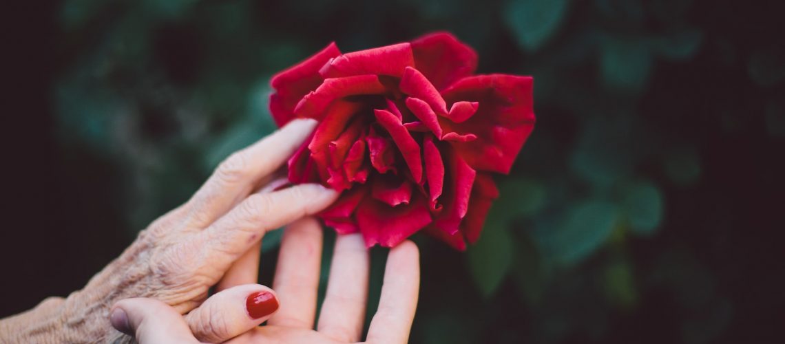 Wizened hand of elderly woman being held in a young woman's had whilst caressing a red rose